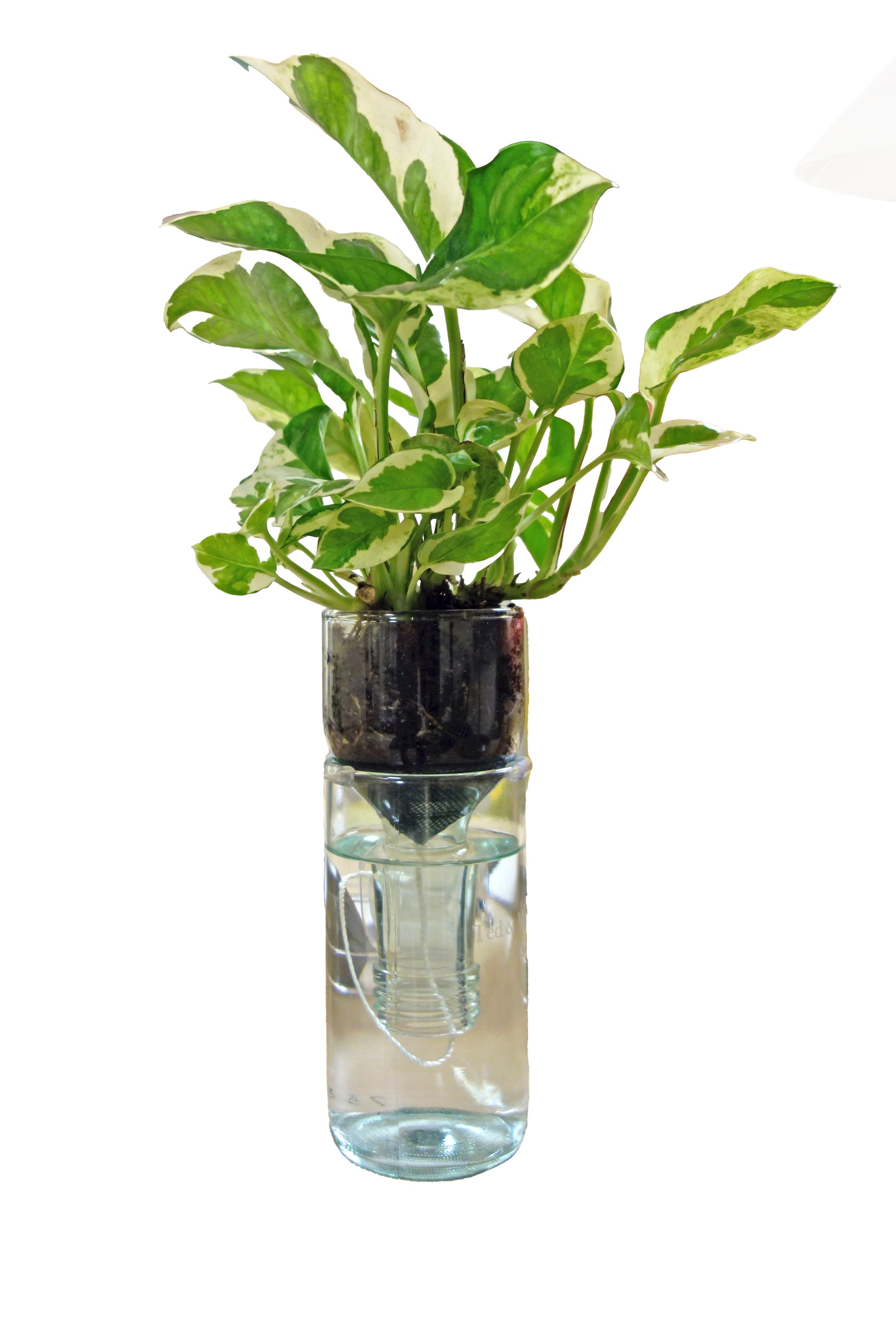 Clear Color Self Watering Planter Unwrapped