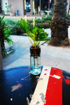 Clear Color Self Watering Planter